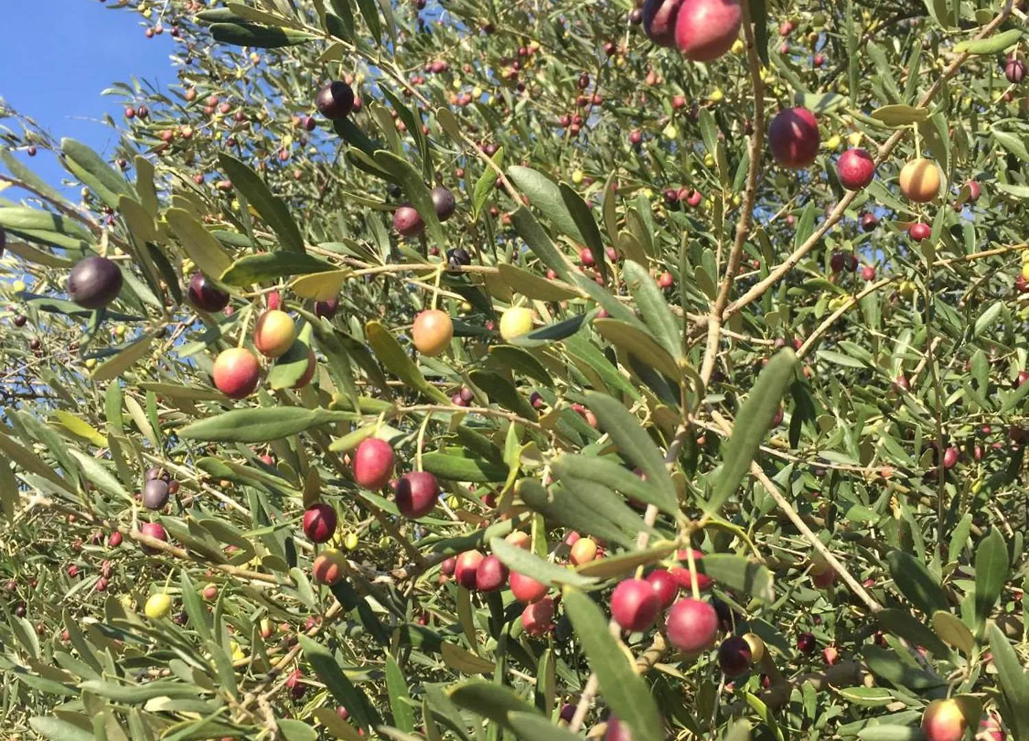 別荘 Gite Pierre Dolce Via Ardeche Vallee De L'Eyrieux Chalencon フランス